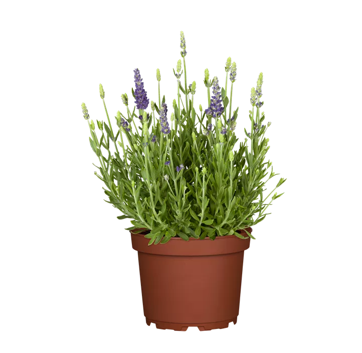 Zwergiger Garten-Lavendel 'Dwarf Blue'