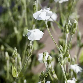 Lychnis coronaria Alba