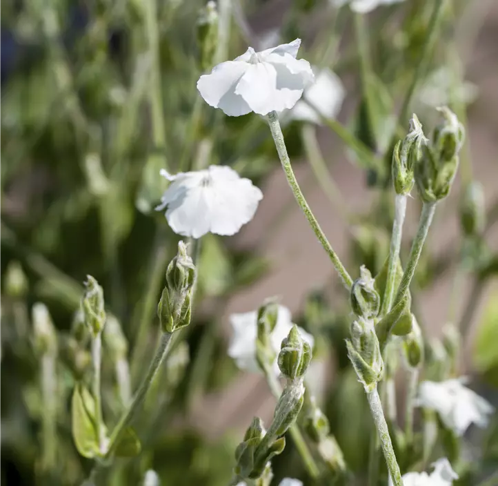 Vexiernelke 'Alba'