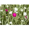 bellaflora Gartencenter GmbH