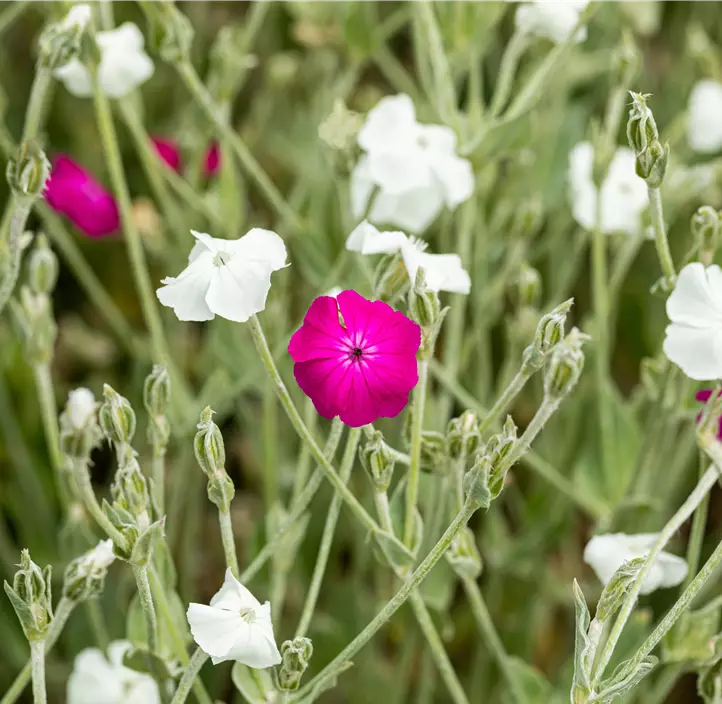 Vexiernelke 'Alba'