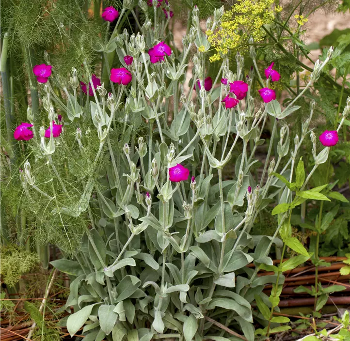 Lichtnelke 'Atrosanguinea'