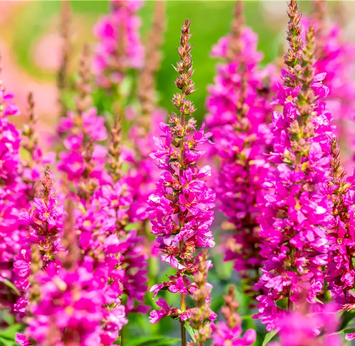 Garten-Blut-Weiderich 'Robert'