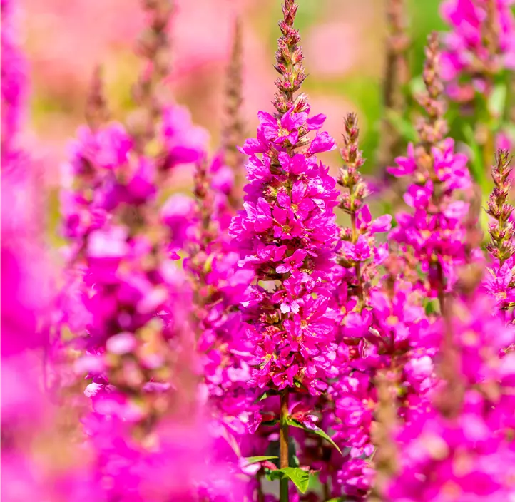 Garten-Blut-Weiderich 'Robert'