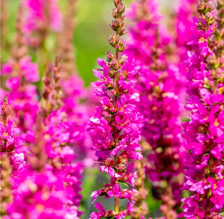 Garten-Blut-Weiderich 'Robert'