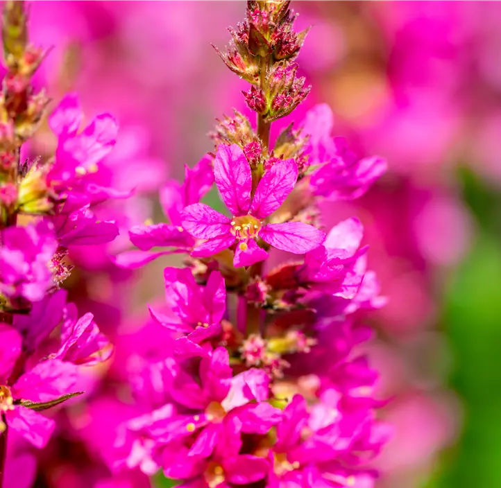 Garten-Blut-Weiderich 'Robert'