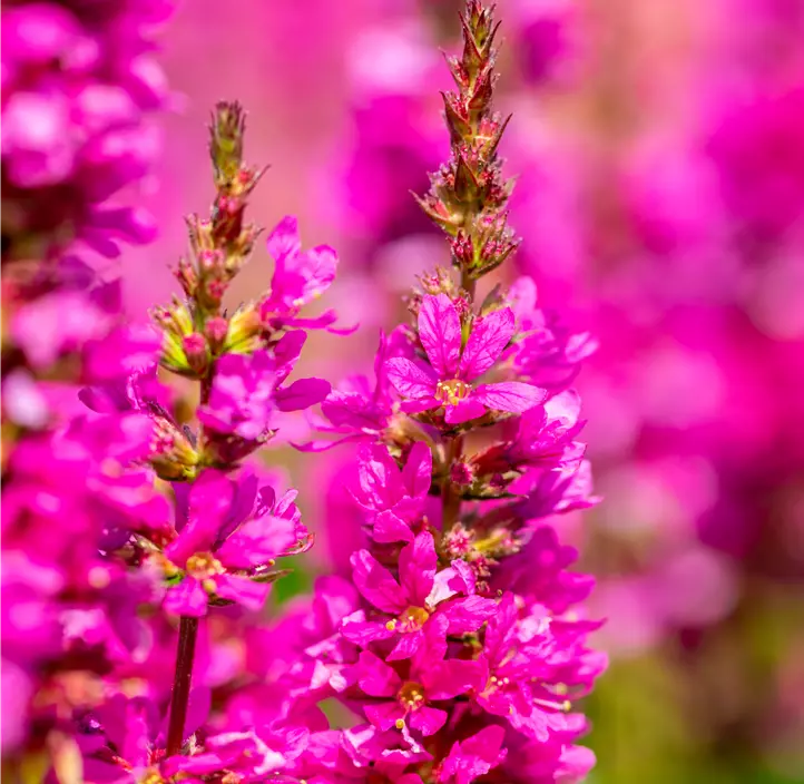 Garten-Blut-Weiderich 'Robert'