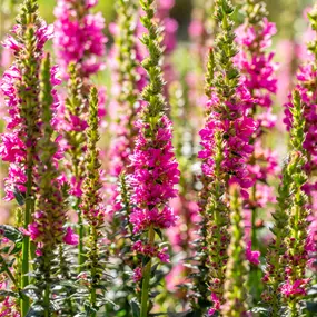 Lythrum salicaria Robert