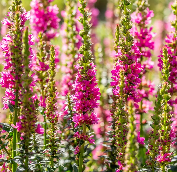 Garten-Blut-Weiderich 'Robert'