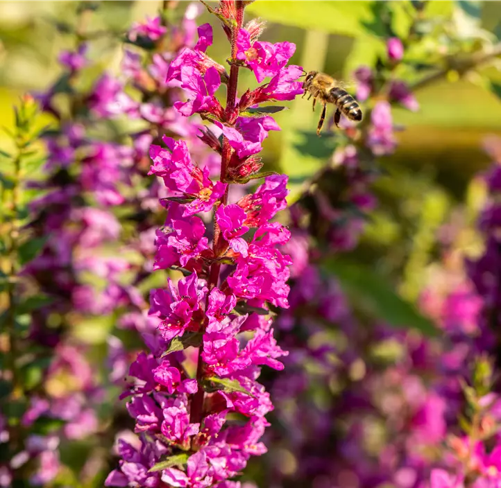Garten-Blut-Weiderich 'Robin'