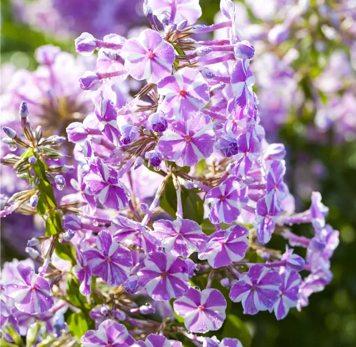 Wiesen-Flammenblume 'Natascha'