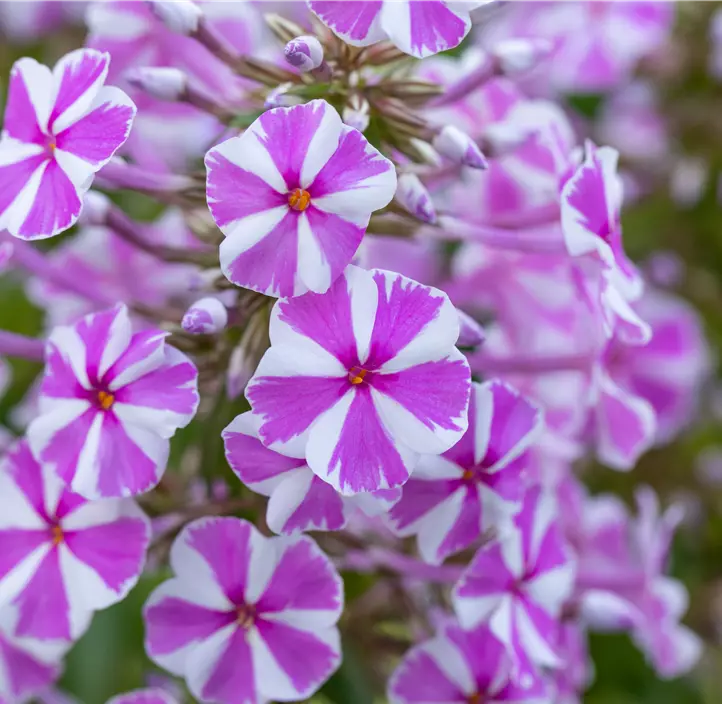 Wiesen-Flammenblume 'Natascha'