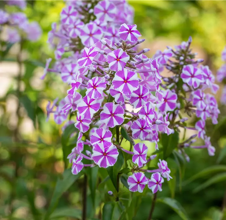 Wiesen-Flammenblume 'Natascha'