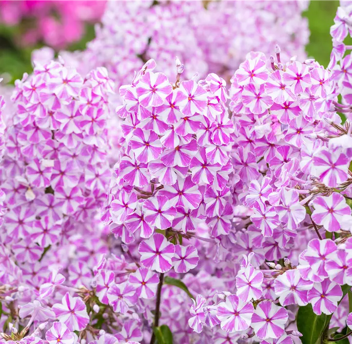 Wiesen-Flammenblume 'Natascha'