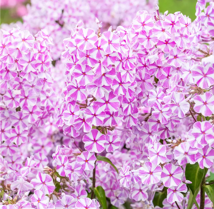 Wiesen-Flammenblume 'Natascha'