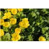 bellaflora Gartencenter GmbH