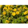 bellaflora Gartencenter GmbH