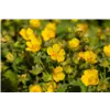 bellaflora Gartencenter GmbH