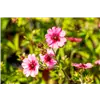bellaflora Gartencenter GmbH