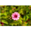 bellaflora Gartencenter GmbH