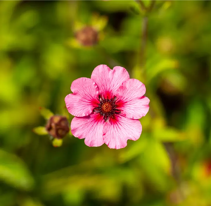 Garten-Fingerkraut 'Miss Willmott'