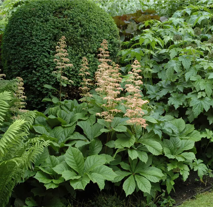Kastanienblättriges Schaublatt