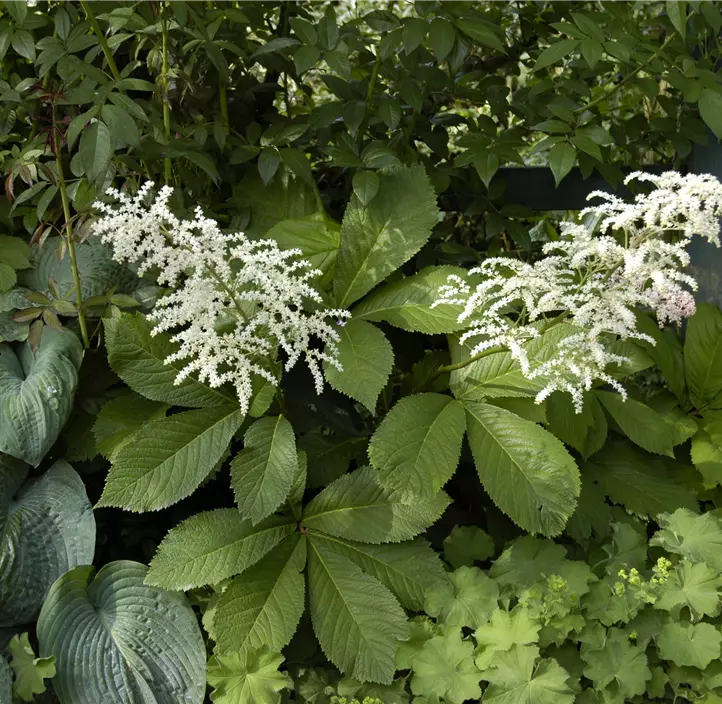 Kastanienblättriges Schaublatt