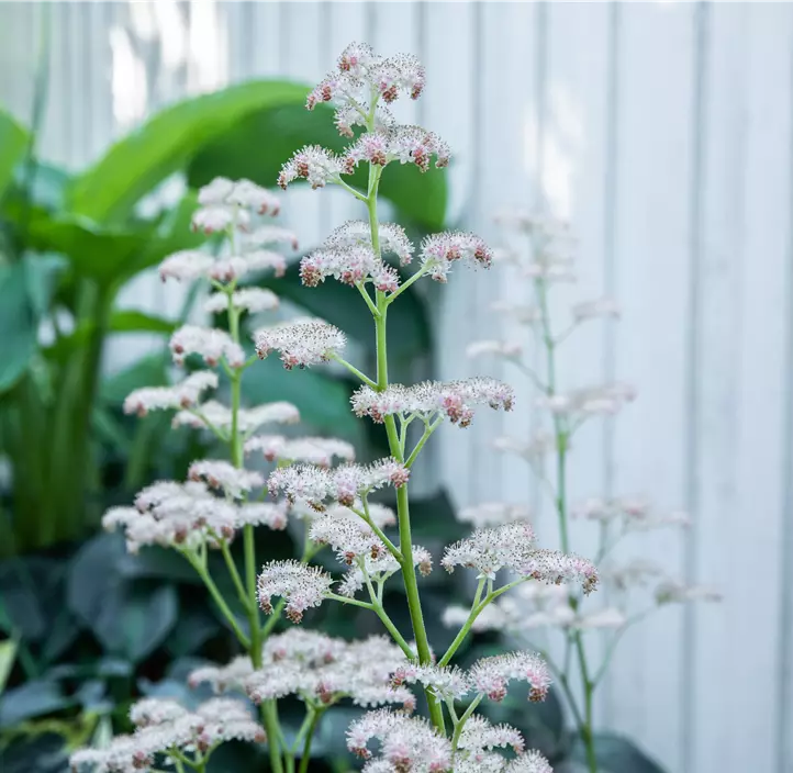 Kastanienblättriges Schaublatt