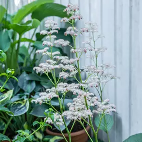 Rodgersia aesculifolia