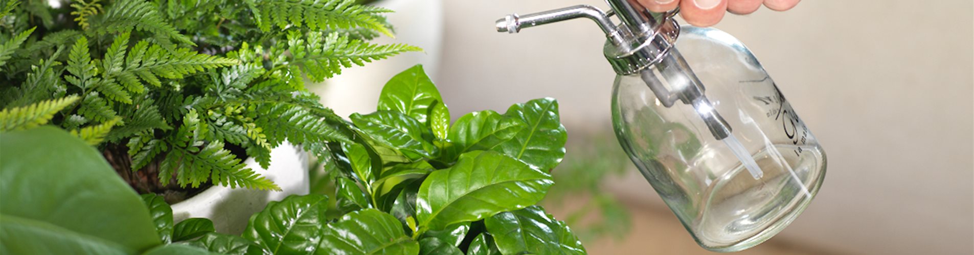 zimmerpflanzen bewässerung