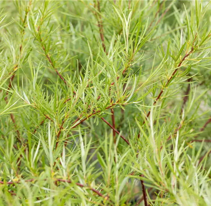 Rosmarinweide