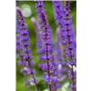 bellaflora Gartencenter GmbH