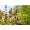 bellaflora Gartencenter GmbH
