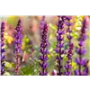 bellaflora Gartencenter GmbH