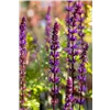 bellaflora Gartencenter GmbH