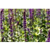 bellaflora Gartencenter GmbH