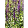 bellaflora Gartencenter GmbH