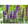 bellaflora Gartencenter GmbH