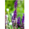 bellaflora Gartencenter GmbH
