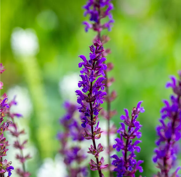 Garten-Blüten-Salbei 'Caradonna'