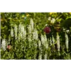 bellaflora Gartencenter GmbH