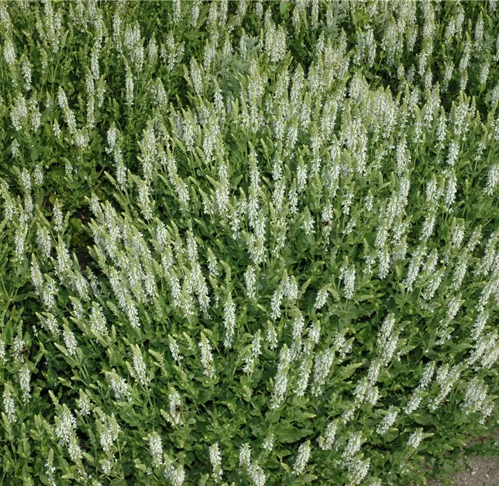 Garten-Blüten-Salbei 'Schneehügel'