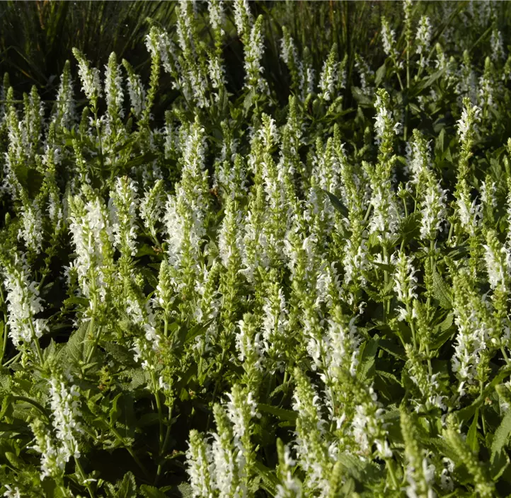 Garten-Blüten-Salbei 'Schneehügel'