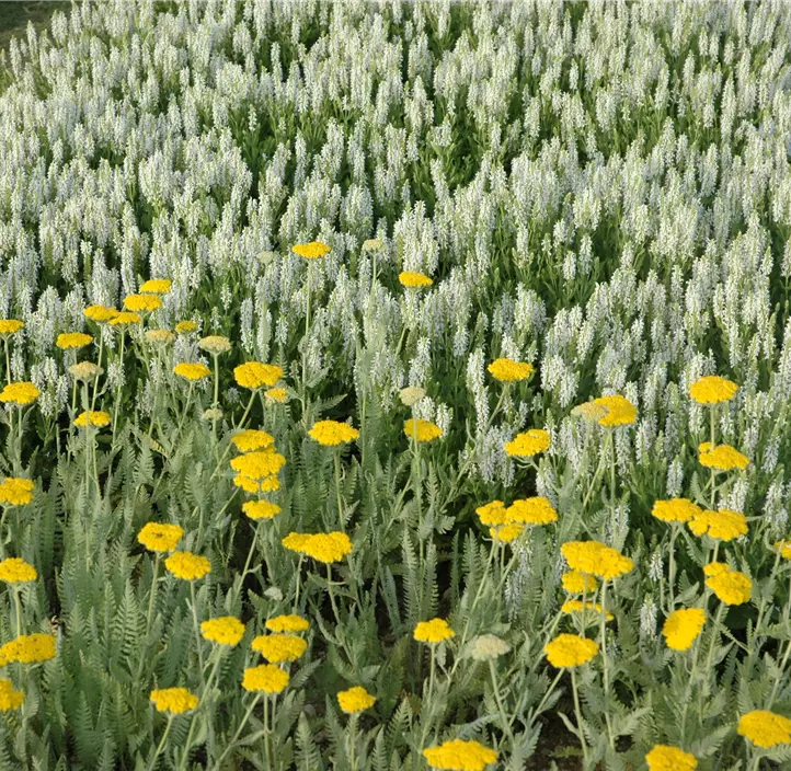 Garten-Blüten-Salbei 'Schneehügel'