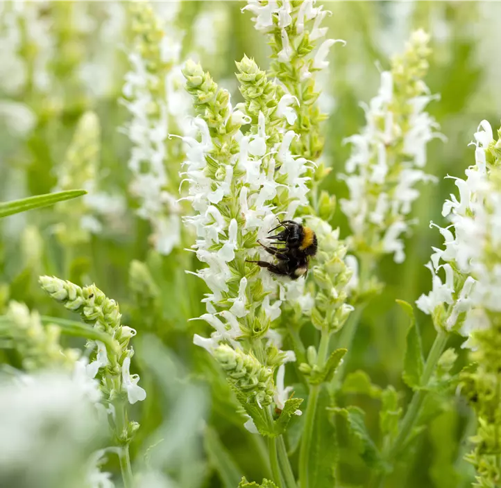 Garten-Blüten-Salbei 'Schneehügel'