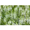bellaflora Gartencenter GmbH