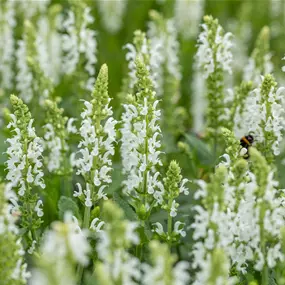 Salvia nemorosa Schneehügel