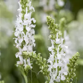 Salvia nemorosa Sensation White