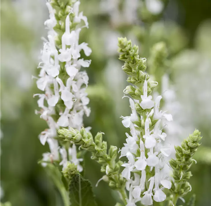 Garten-Blüten-Salbei 'Sensation White'®