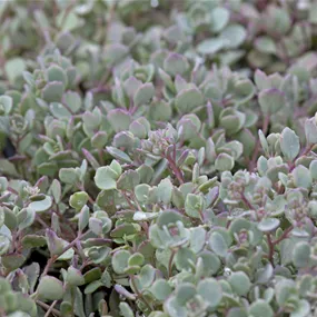 Sedum cauticola Lidakense